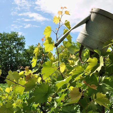 בית הארחה Masa 3*